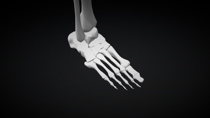 RightFoot 3D Model
