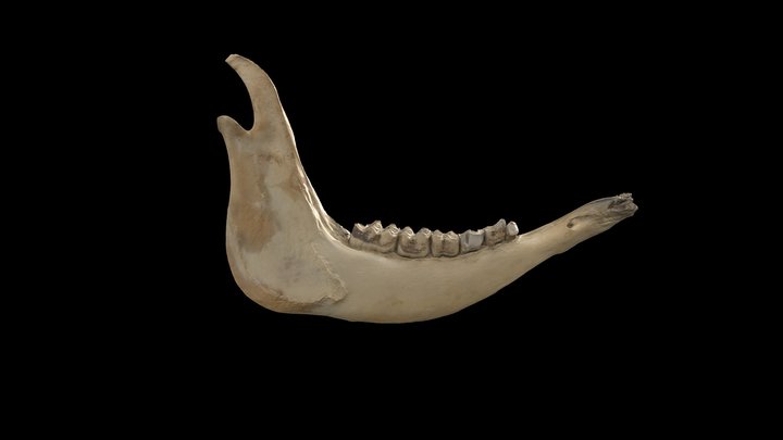 Transhumance- Cow Mandible Adult 3D Model