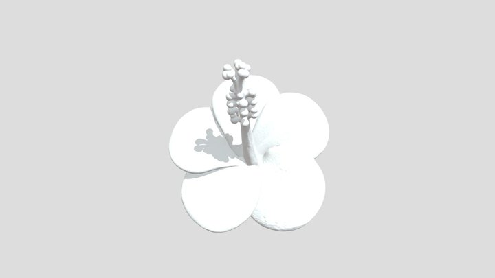 Hibiscus Blossom 3D Model
