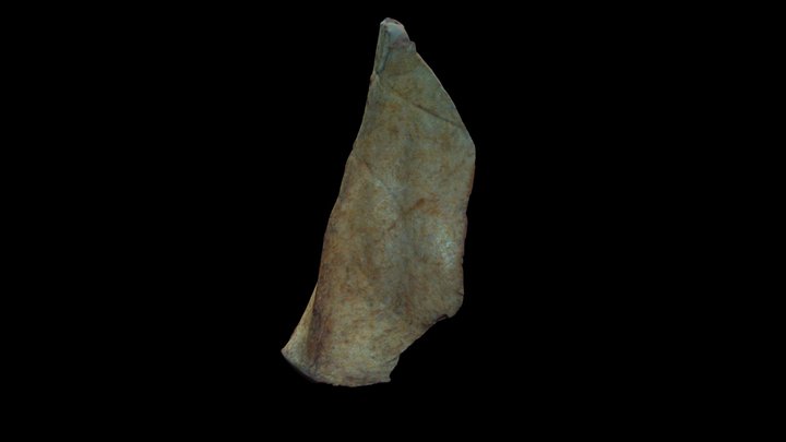 Filo largo en escapula de guanaco 3D Model