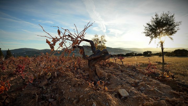 Grapevine at dusk – Modelo 3D gratuito STL