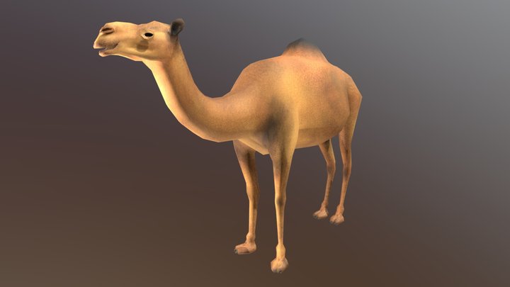 Dromedary 3D Model