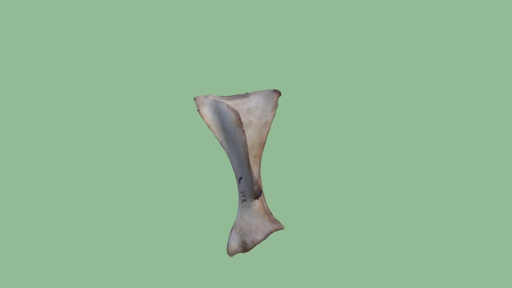 Deer Scapula