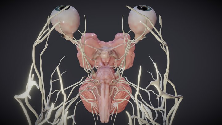 Cranial nerves and brain stem 3D Model