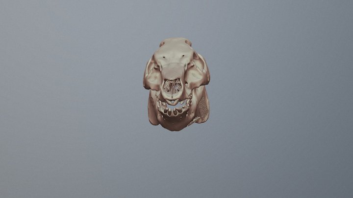 Pig skull for x-ray dose estimation 3D Model