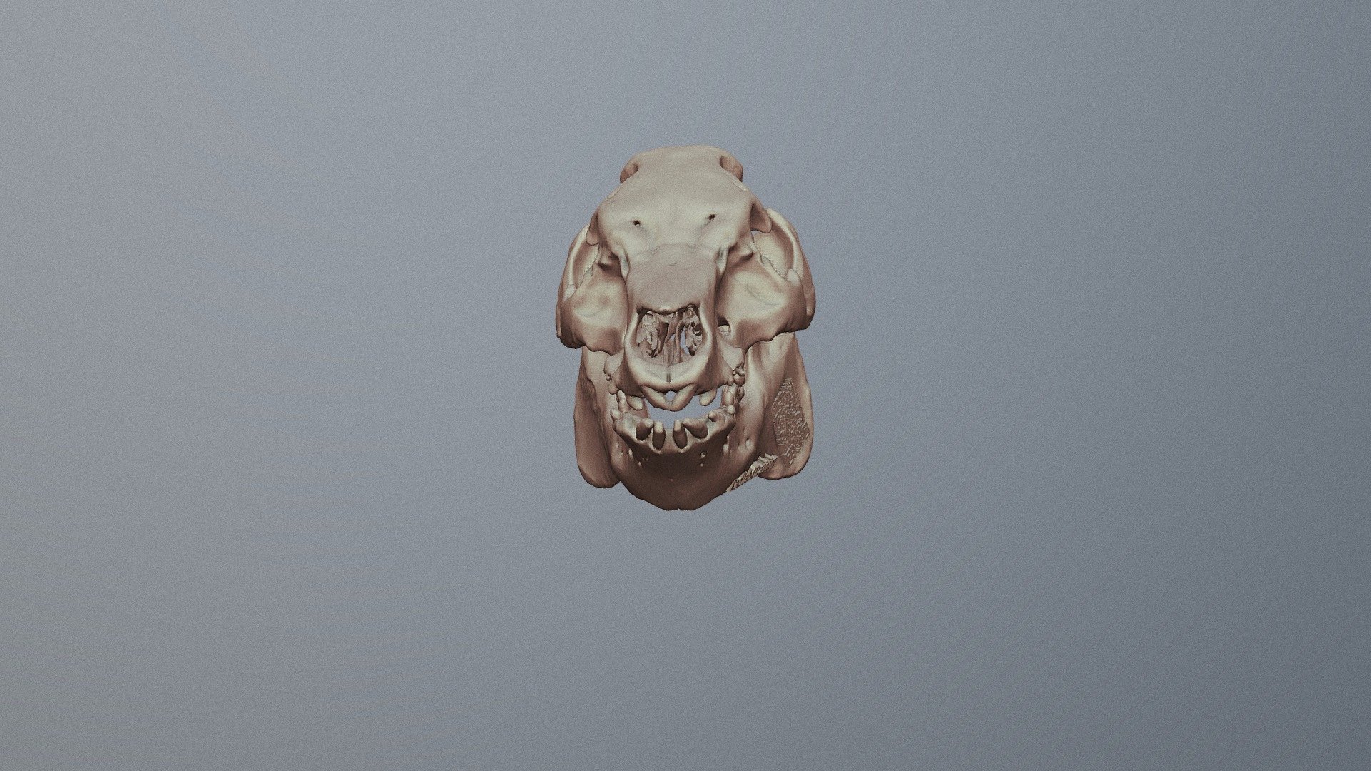 Pig skull for x-ray dose estimation