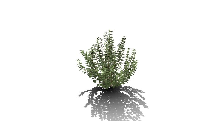 Realistic HD Green ivy bushy (2/10) 3D Model