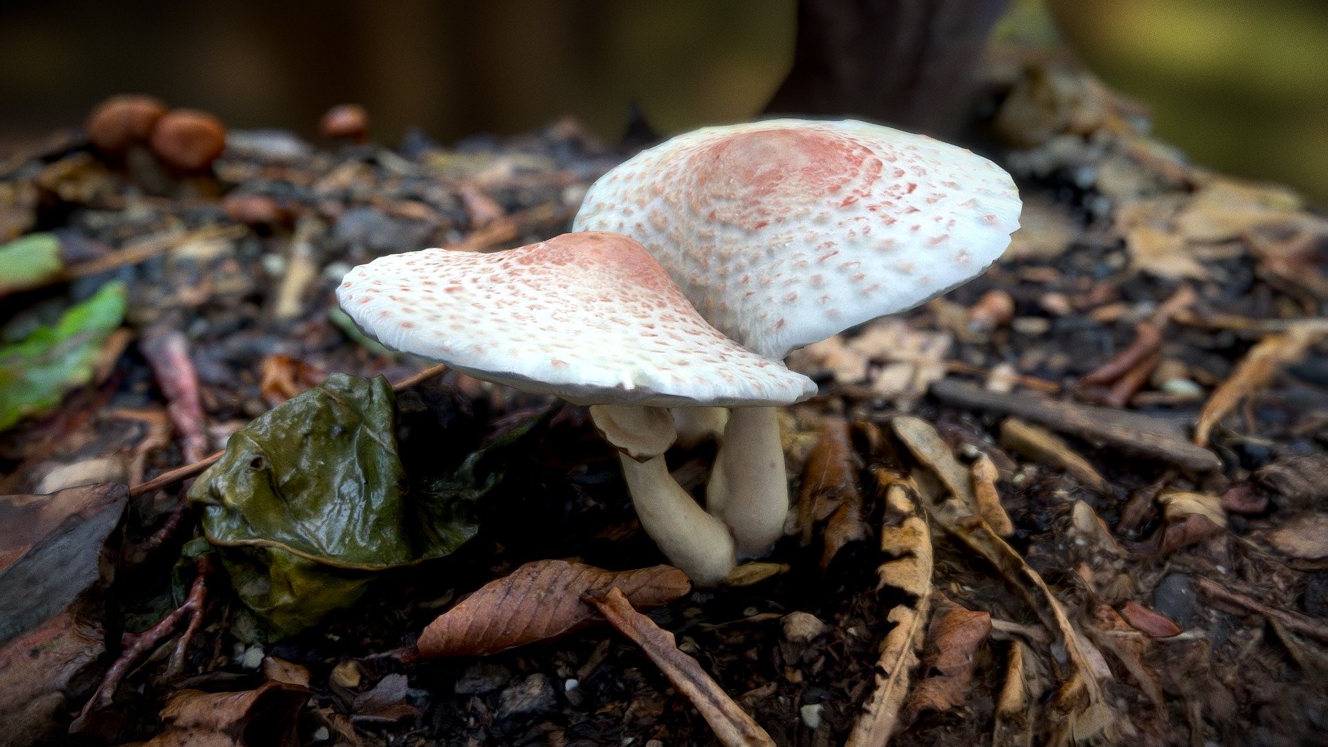 White-ish Mushrooms