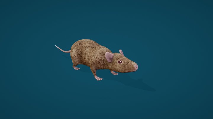 Animated rat 3D Model
