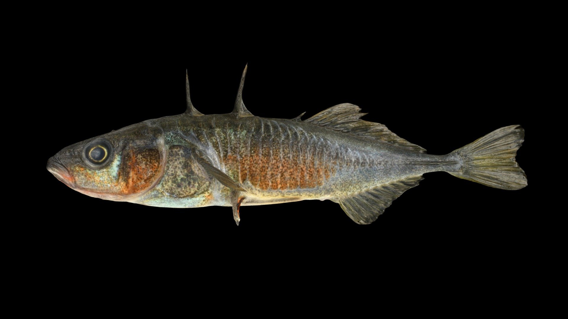 ニホンイトヨ ♂ Three-spined Stickleback, G. nipponicus
