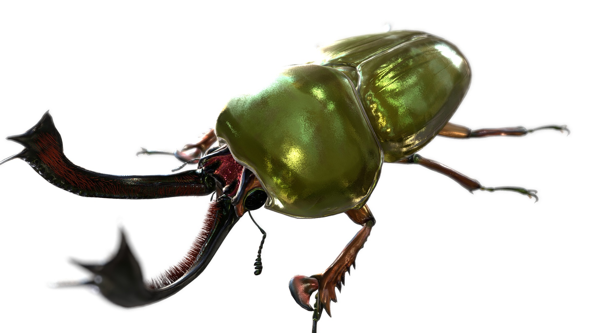 3D model Lamprima adolphinae - This is a 3D model of the Lamprima adolphinae. The 3D model is about a close up of a bug.
