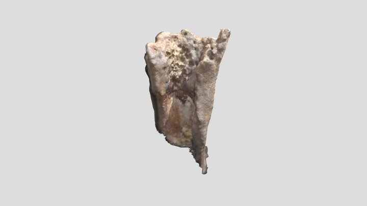 HUESO 3D Model