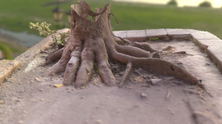 Tree Root 3D Model
