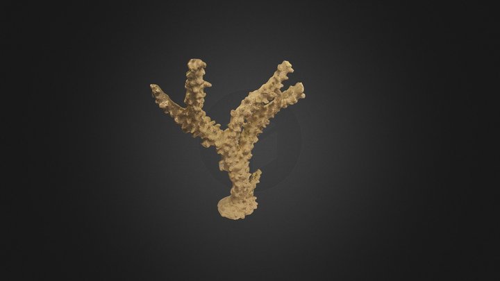 Coral White 3D Model