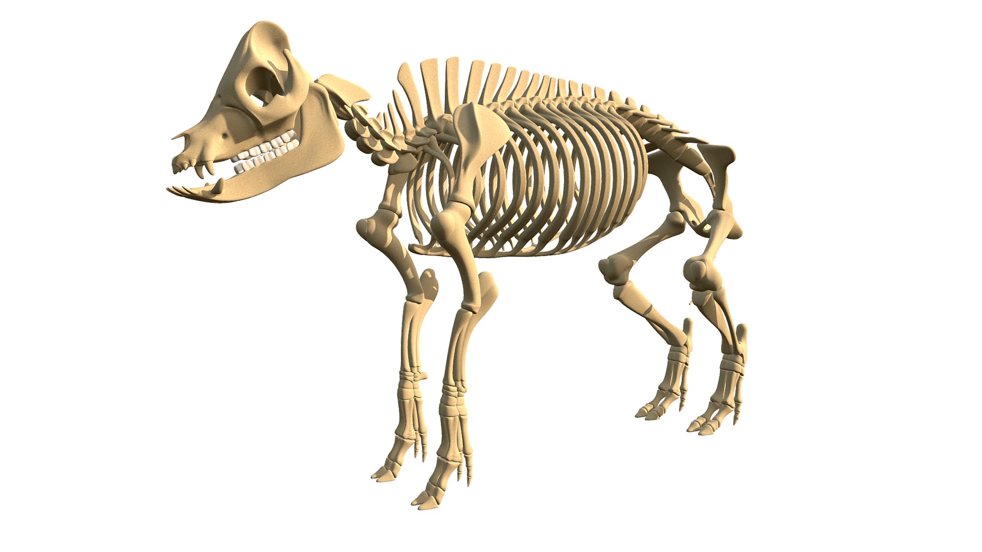 3D model Pig Skeleton - This is a 3D model of the Pig Skeleton. The 3D model is about a skeleton of a dinosaur.