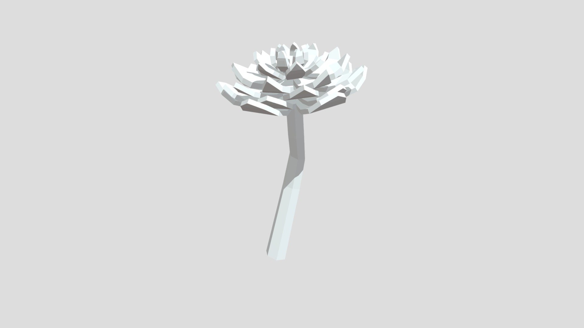 Aeonium plant from Poly by Google