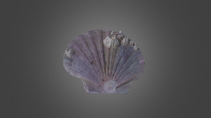 Scallop shell with barnacles 3D Model