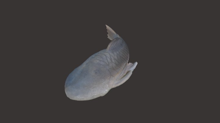 Blobfish 3D models - Sketchfab