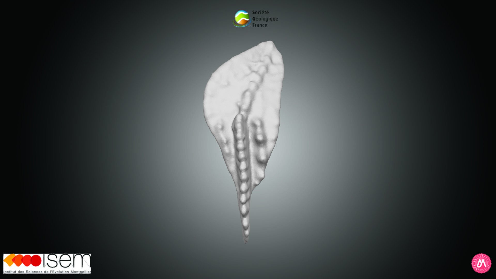 Conodonte - Siphonodella leiosa