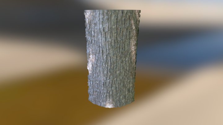 White Oak - Bark 3D Model