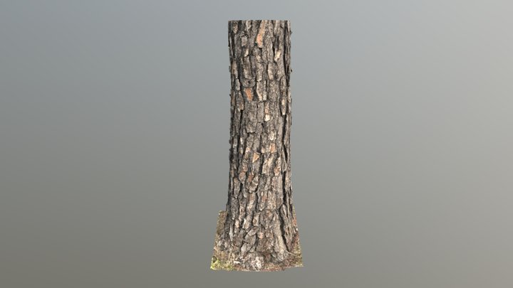 Loblolly Pine 2-15 – Free 3D Model STL