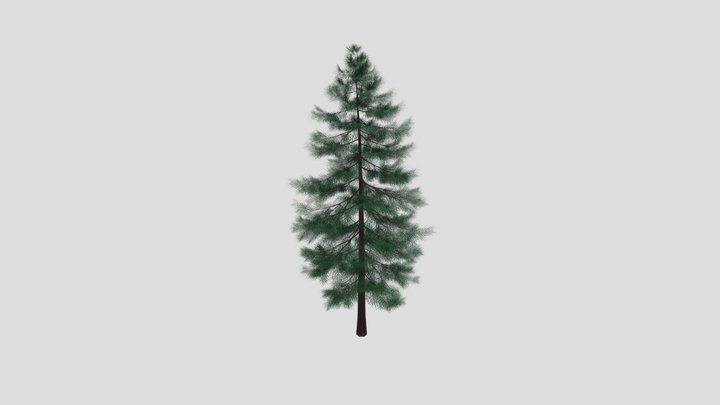 Pine Tree 3D Model