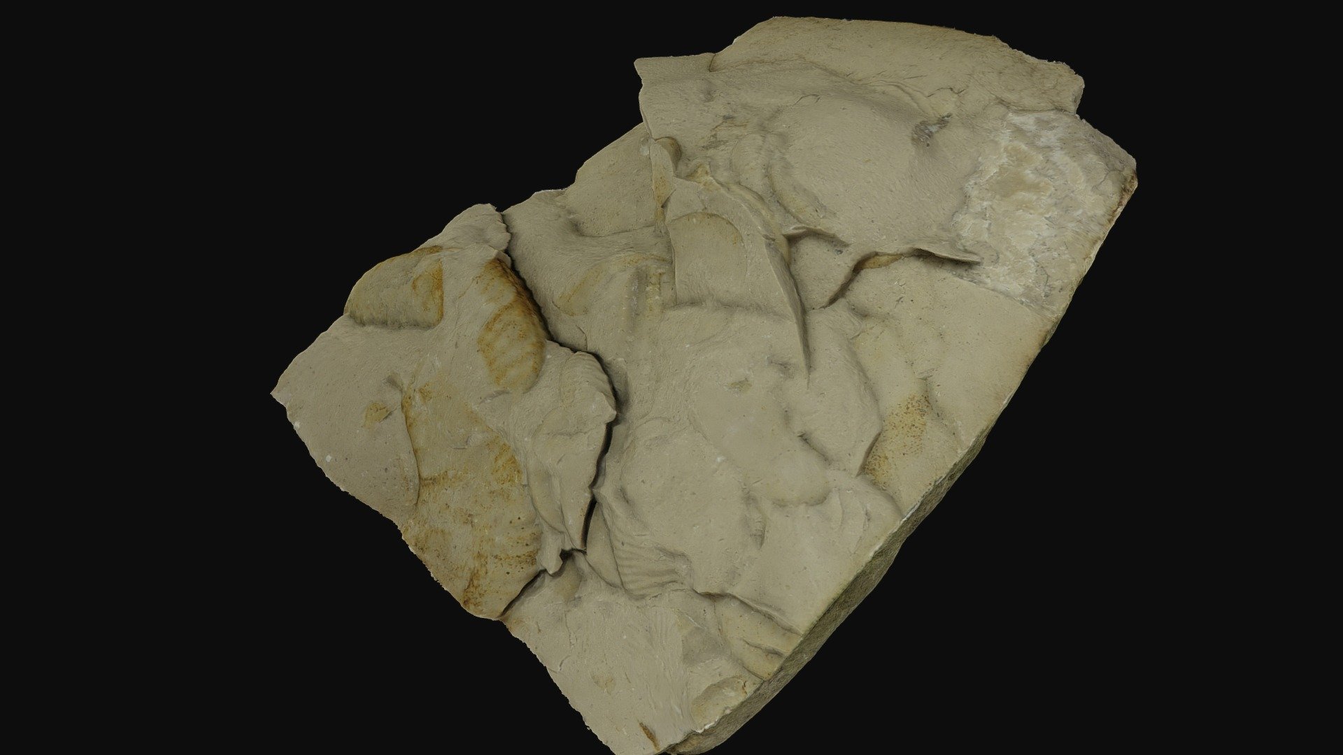 Limestone with ammonites, Germany