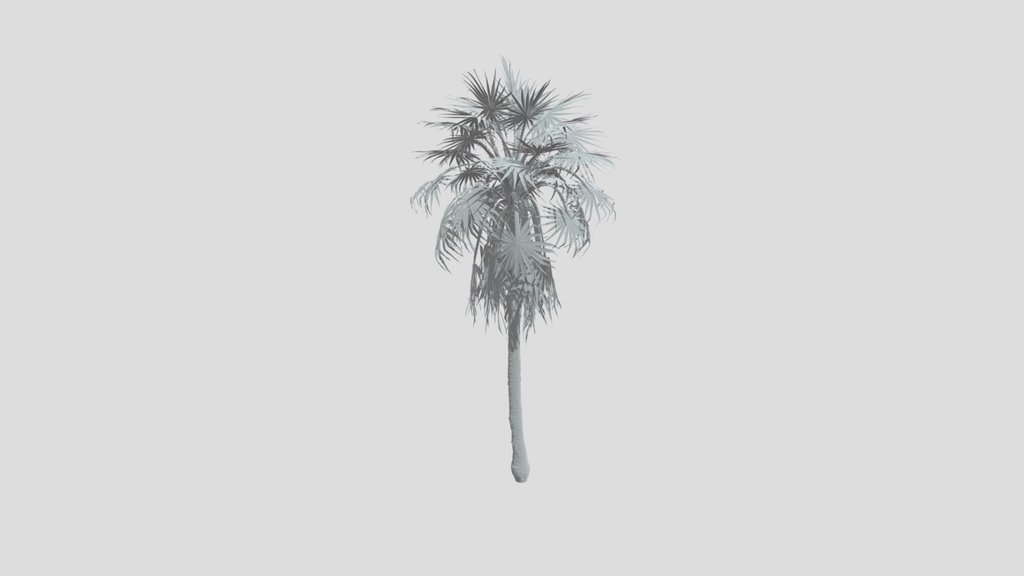 Caraday Palm Small Var