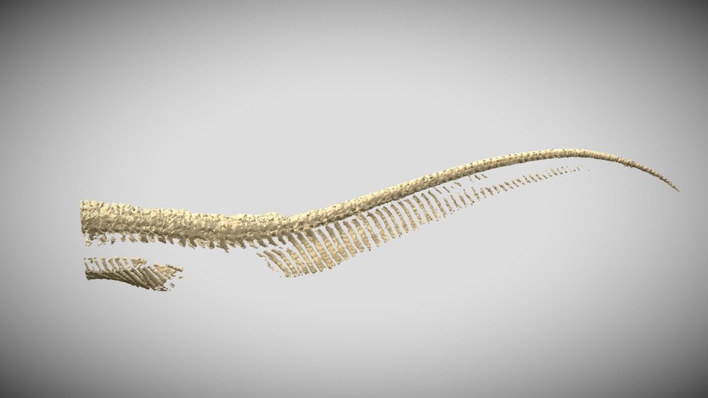 Sand tiger shark skeleton models - A 3D model collection by Comparative ...