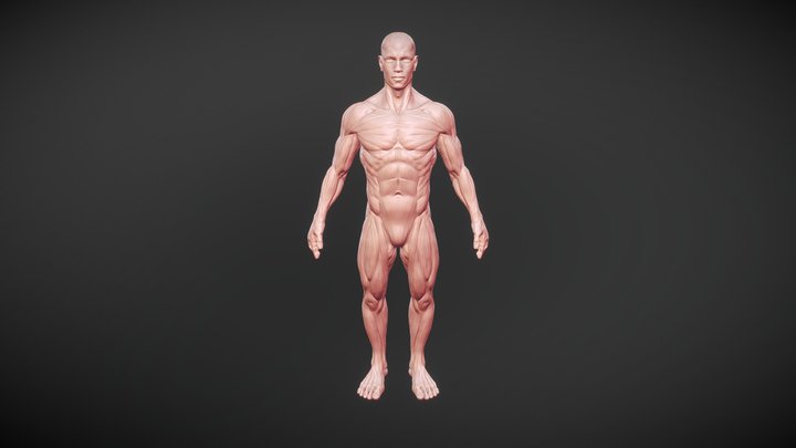 Muscle anatomy 3D Model