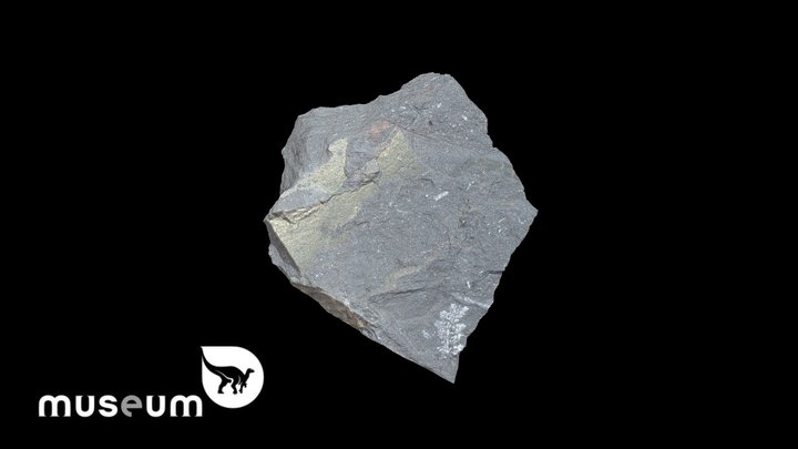 IRSNB b 7911 - Sphenopteris gulpeniana 3D Model