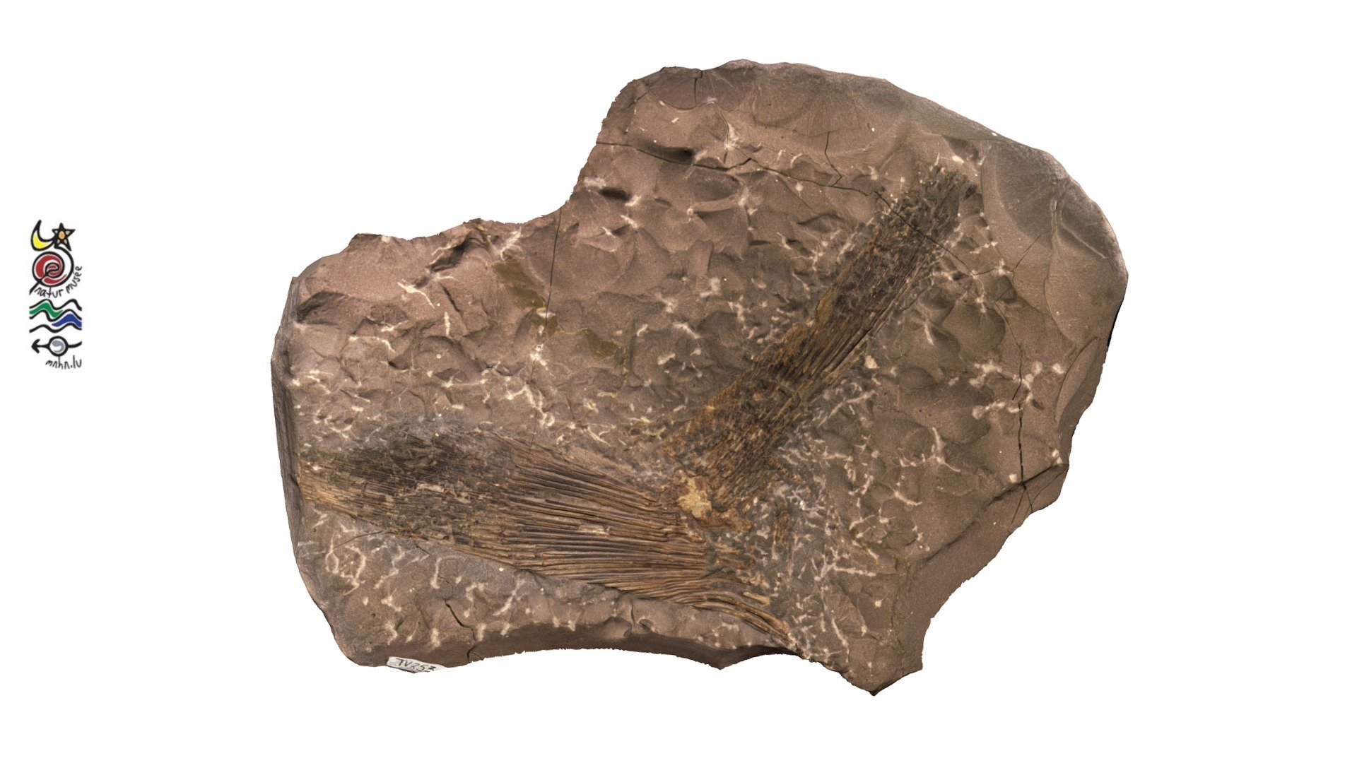 Pachycormus sp. TV 253