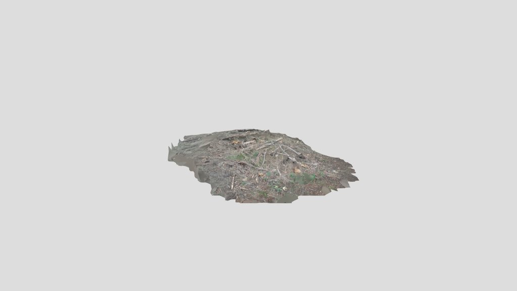 Conifer debris pile
