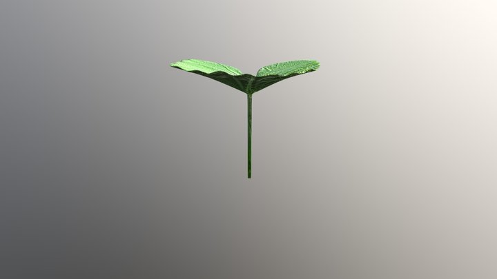 Tropical Leaf 3D Model