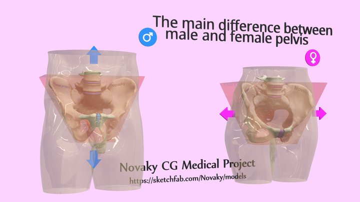Main Difference Between Male And Female Pelvis 3D Model