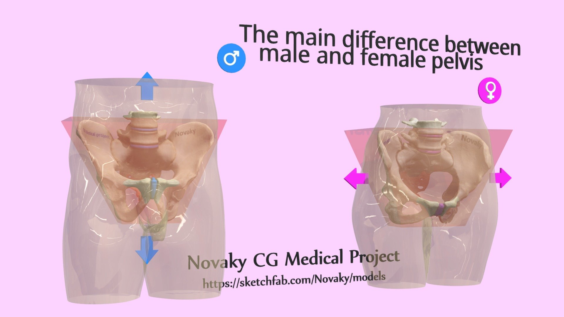 Main Difference Between Male And Female Pelvis - Buy Royalty Free 3D
