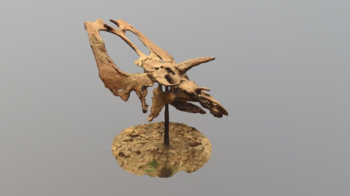 Pentaceratops Skull 3D Model