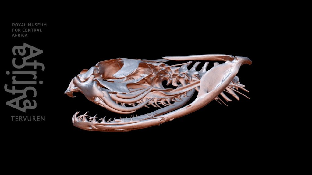 Bitis arietans (head, bones)