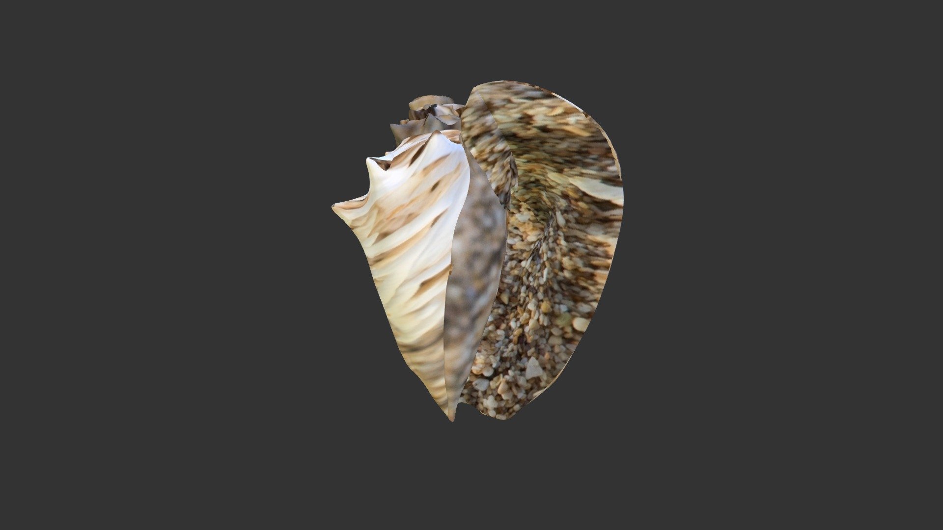 Color Shell