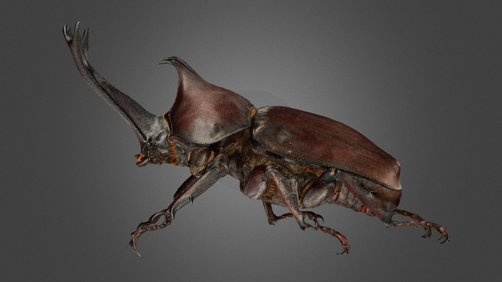 カブトムシ ♂74mm Rhinoceros Beetle, T. dichotomus