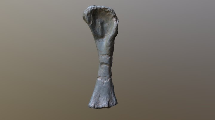 Panamericansaurus Humerus 3D Model