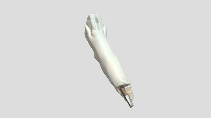 Farnesischer Stier - r. Vorderpfote Hund (G 661) 3D Model
