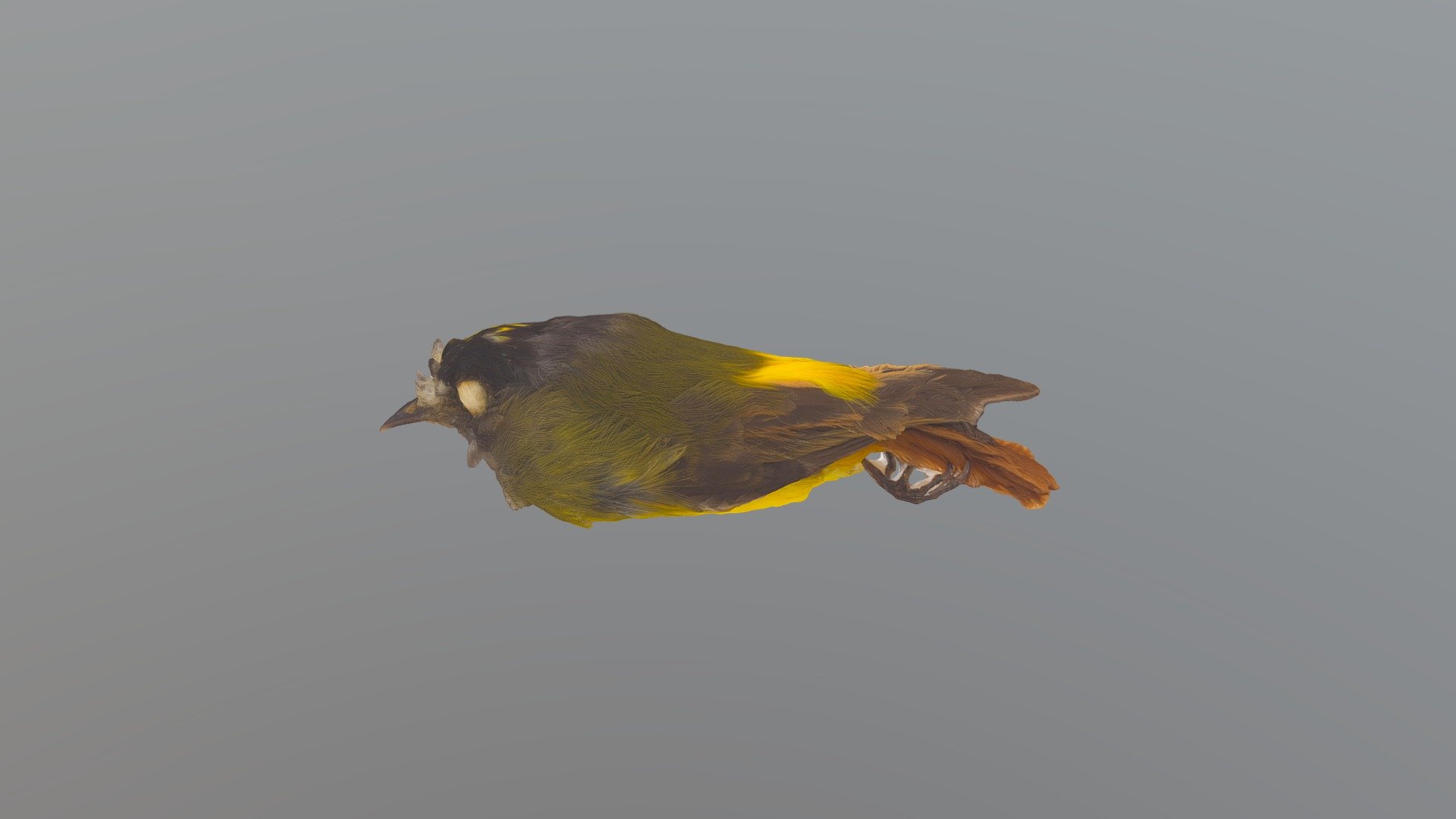 Ornate Flycatcher - Myiotriccus ornatus