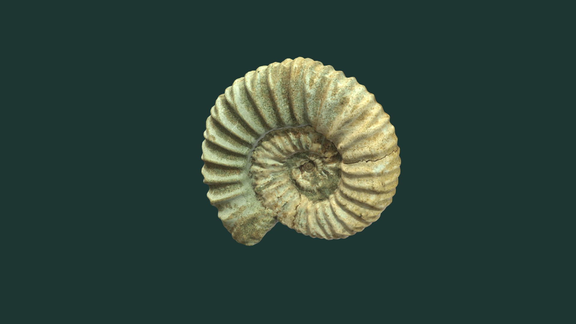 3D model Pavlovia sp. - This is a 3D model of the Pavlovia sp.. The 3D model is about a close up of a sea shell.