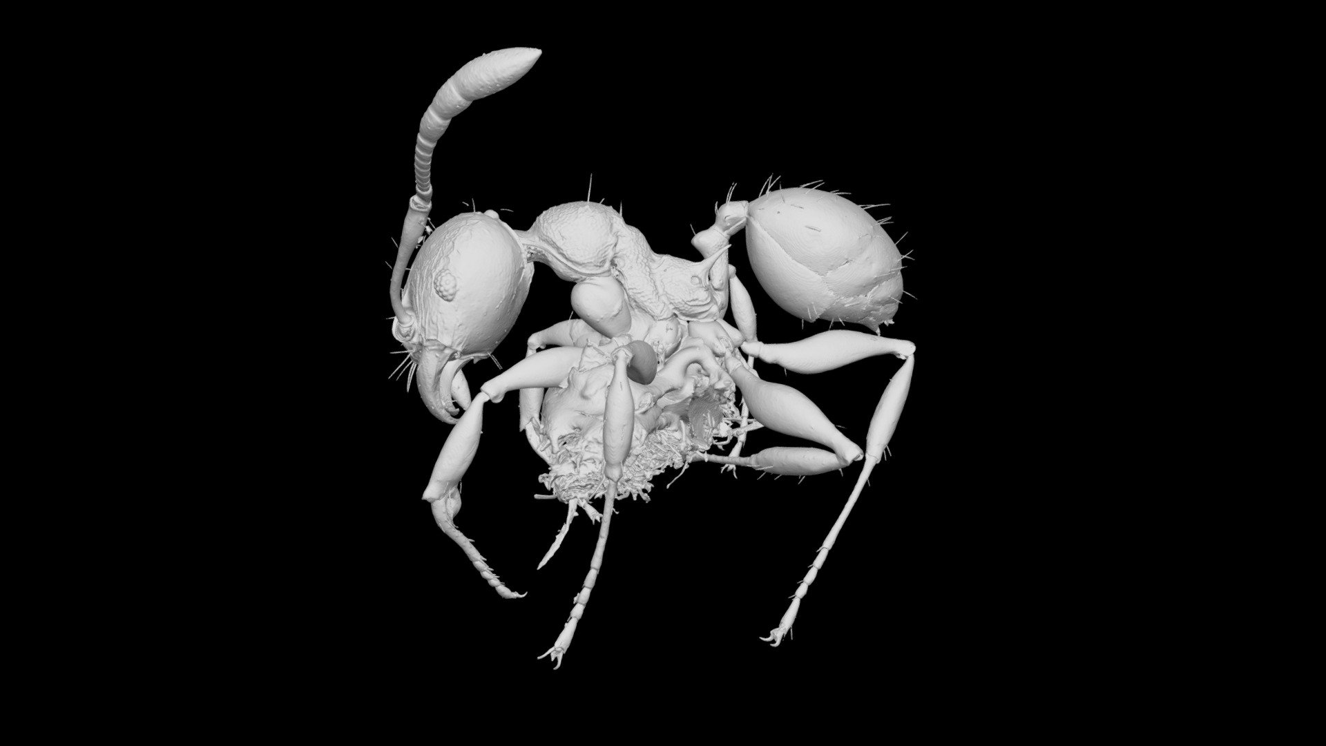 Pheidole ensifera Worker CASENT0709617