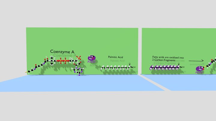 Beta Oxidation 3D Model