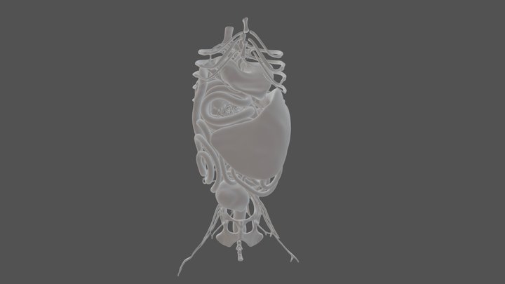 Dog - Gastrointestinal Tract 3D Model