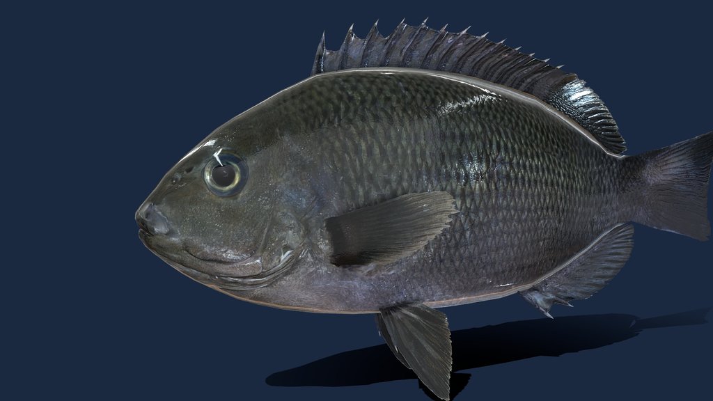 Fish - A 3D model collection by lacerda.julio - Sketchfab
