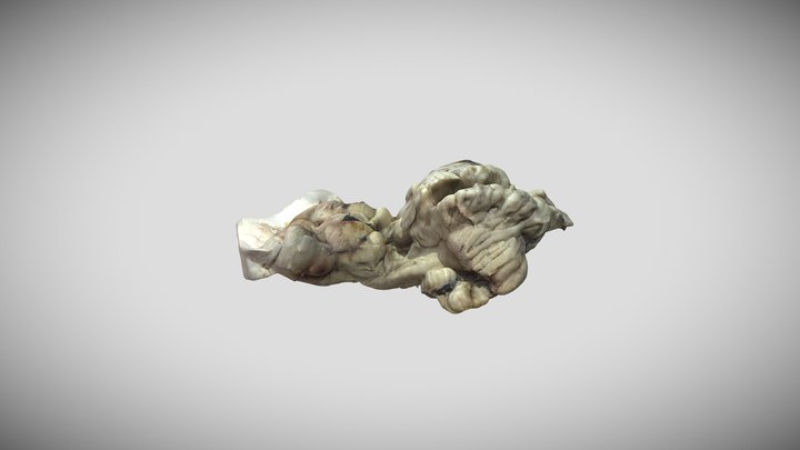 Tronco Encefálico 3D Model