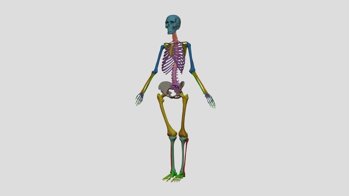 Female Skeleton With Color Distinctions 3D Model